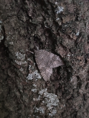 Catocala nupta