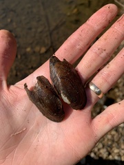 Sagittunio subrostratus