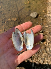 Sagittunio subrostratus