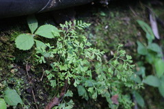 Anogramma leptophylla