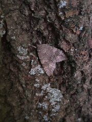 Catocala nupta