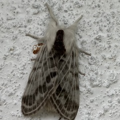 Tolype velleda