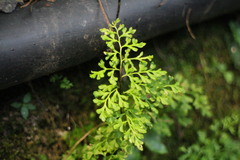 Anogramma leptophylla