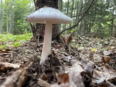 Amanita bisporigera