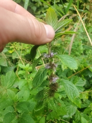 Mentha canadensis