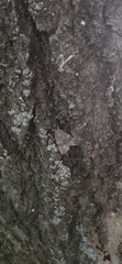 Catocala nupta