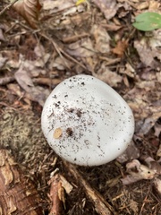 Amanita bisporigera