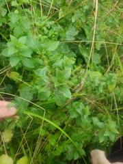 Mentha canadensis