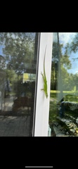 Anolis carolinensis