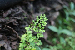 Anogramma leptophylla