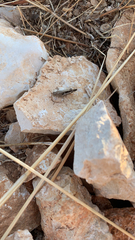 Aiolopus strepens
