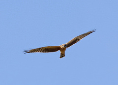 Circus macrourus
