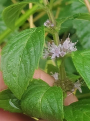 Mentha canadensis