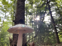 Amanita bisporigera