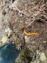 Tenebrio molitor