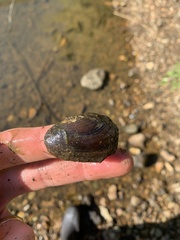 Sagittunio subrostratus