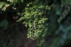 Anogramma leptophylla