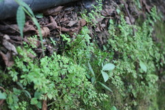 Anogramma leptophylla