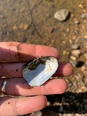 Sagittunio subrostratus