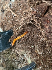 Tenebrio molitor