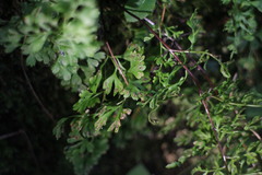 Anogramma leptophylla