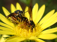 Dianthidium