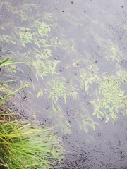 Potamogeton natans