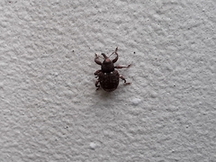 Conotrachelus posticatus