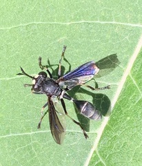 Physocephala tibialis