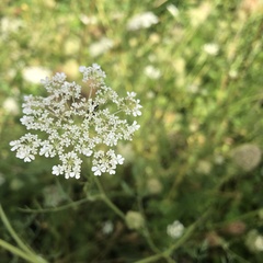 Anthriscus sylvestris