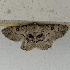 Iridopsis larvaria