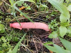 Phallus rubicundus