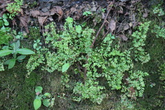 Anogramma leptophylla