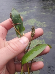 Potamogeton natans