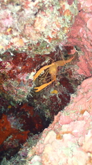 Stenopus spinosus