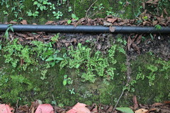 Anogramma leptophylla