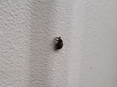 Conotrachelus posticatus