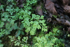Anogramma leptophylla