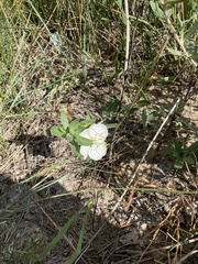 Oenothera pallida
