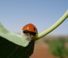 Dinocampus coccinellae