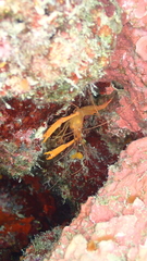 Stenopus spinosus