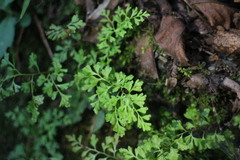 Anogramma leptophylla