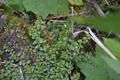 Gaultheria hispidula