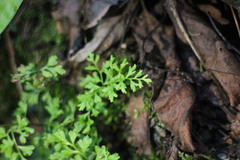 Anogramma leptophylla