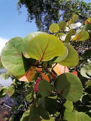 Coccoloba uvifera