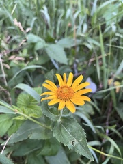 Heliopsis
