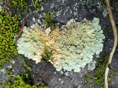 Erythricium aurantiacum
