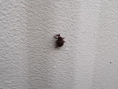 Conotrachelus posticatus