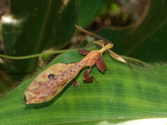 Pulchriphyllium fredkugani