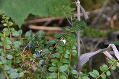 Gaultheria hispidula